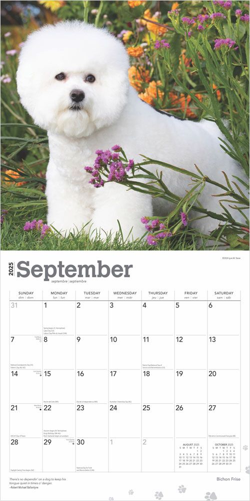 2025 Bichon Frise Calendar