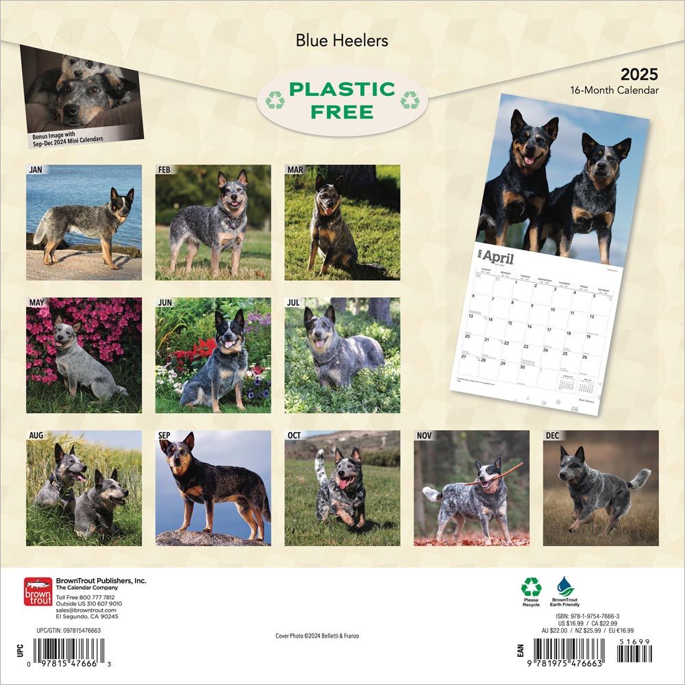 2025 Blue Heelers Calendar