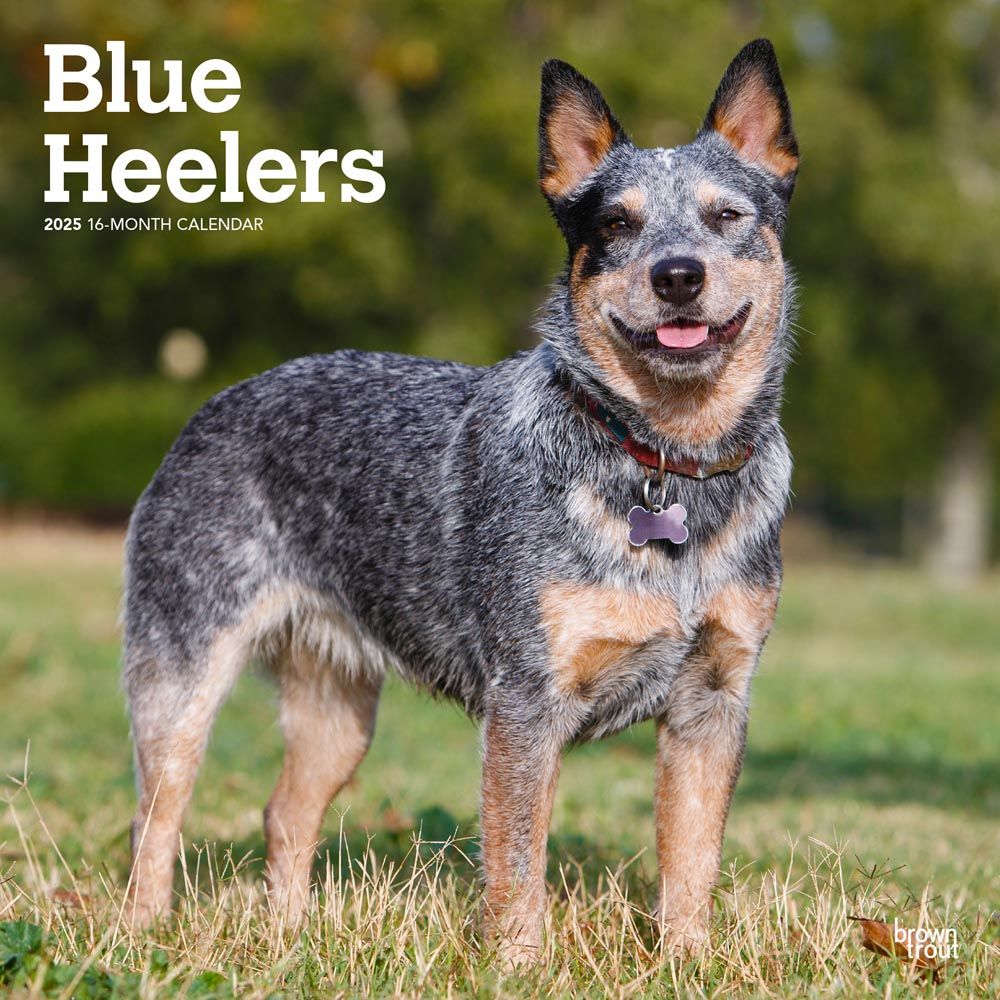 2025 Blue Heelers Calendar