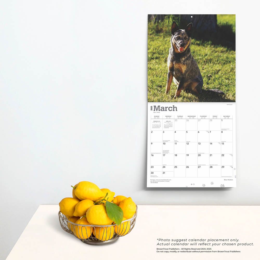 2025 Blue Heelers Calendar