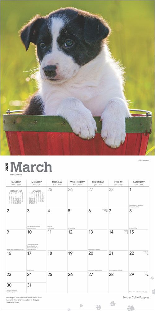 2025 Border Collie Puppies Calendar