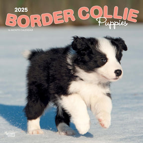 2025 Border Collie Puppies Calendar