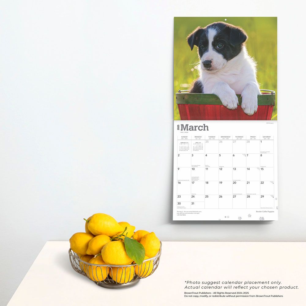 2025 Border Collie Puppies Calendar