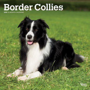 2025 Border Collies Calendar