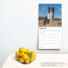 2025 Border Collies Calendar