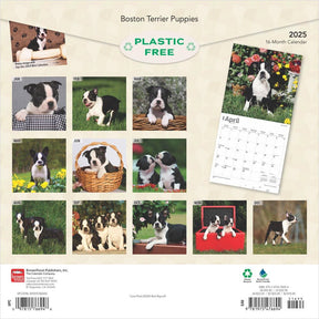 2025 Boston Terrier Puppies Calendar