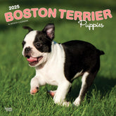 2025 Boston Terrier Puppies Calendar