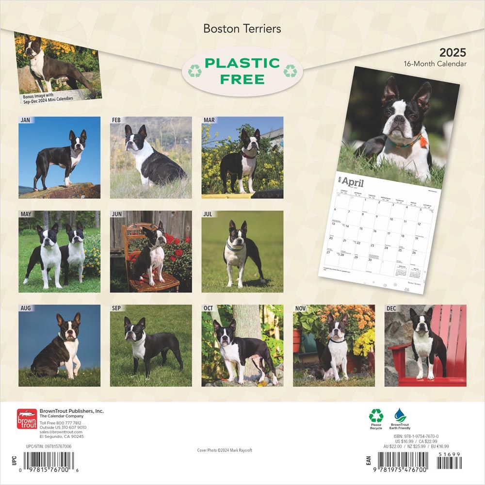 2025 Boston Terriers Calendar