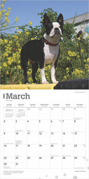 2025 Boston Terriers Calendar