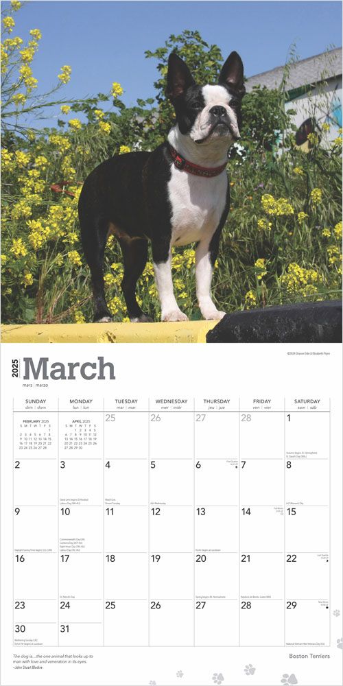 2025 Boston Terriers Calendar