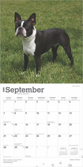 2025 Boston Terriers Calendar