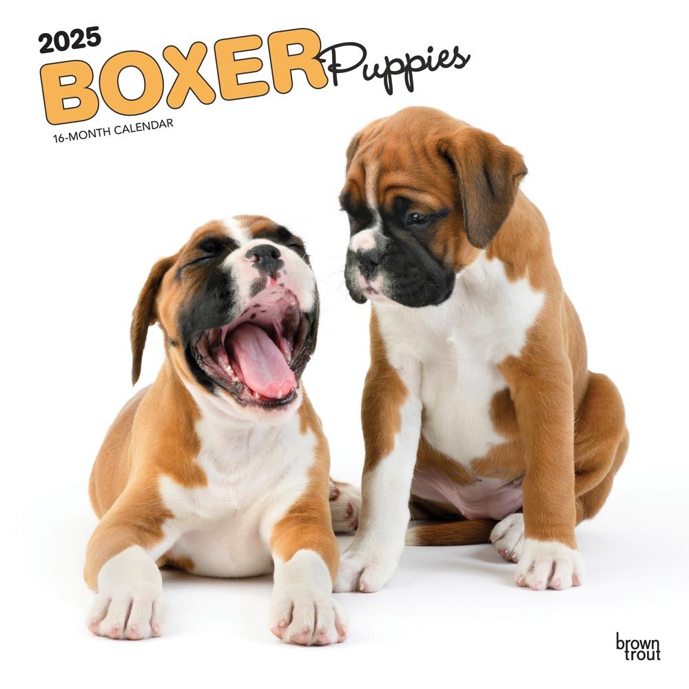 2025 Boxer Puppies Calendar