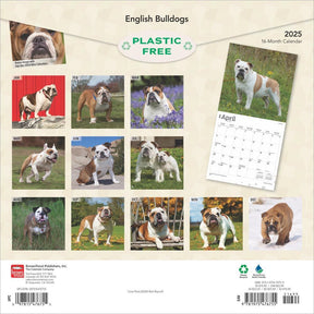 2025 English Bulldogs Calendar