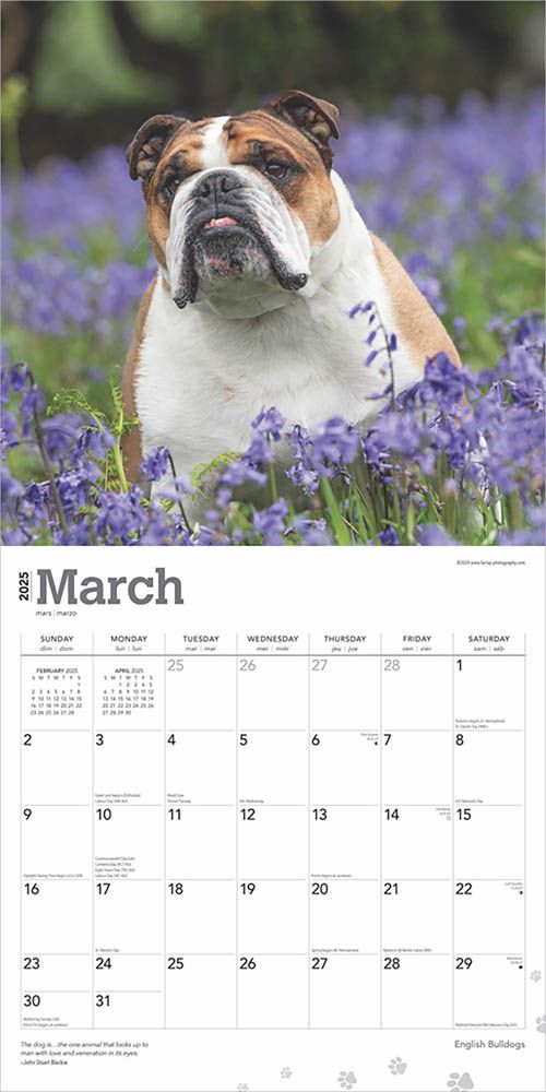 2025 English Bulldogs Calendar