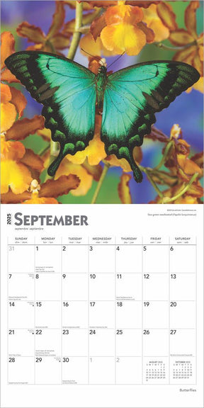 2025 Butterflies Calendar