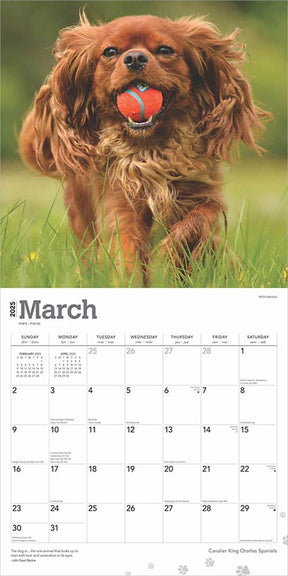 2025 Cavalier King Charles	Spaniels Calendar