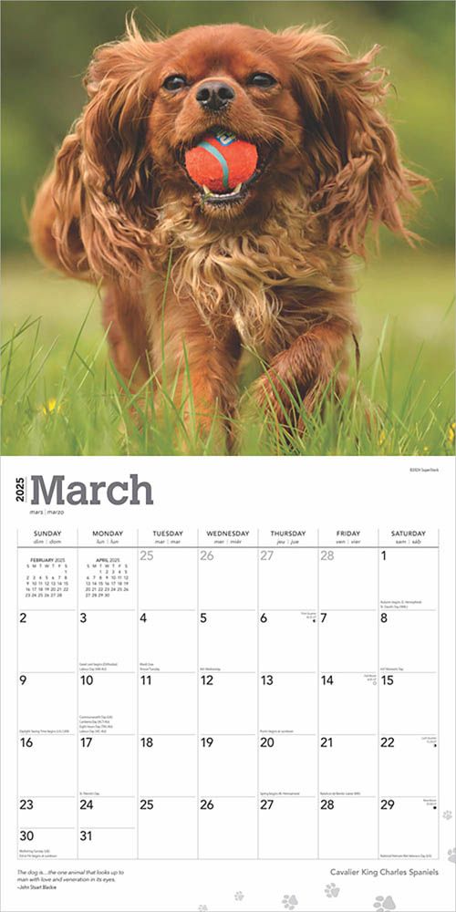 2025 Cavalier King Charles	Spaniels Calendar