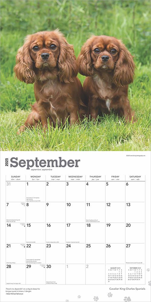 2025 Cavalier King Charles	Spaniels Calendar