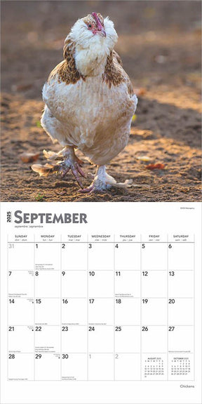 2025 Chickens Calendar