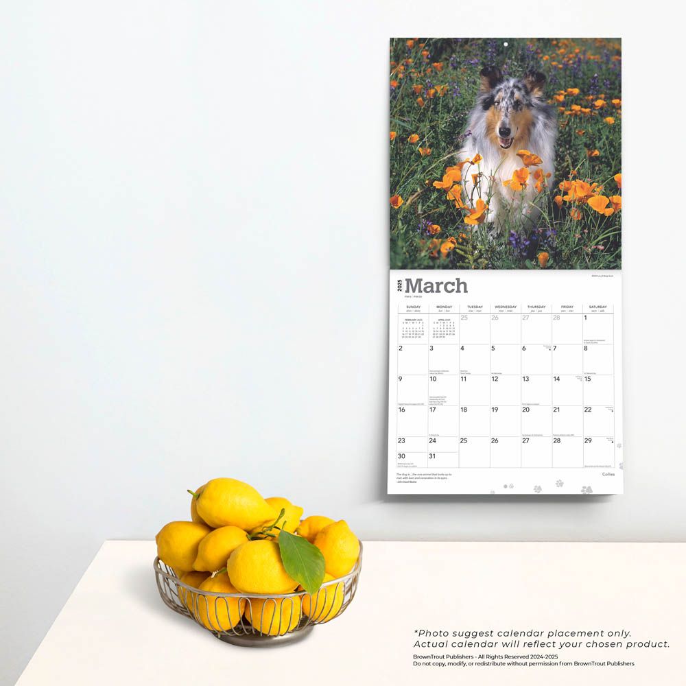 2025 Collies Calendar