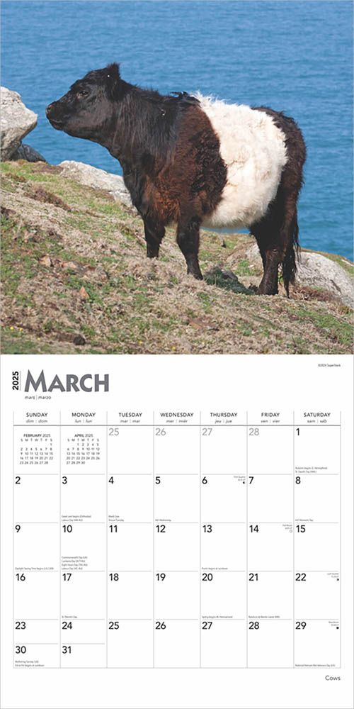 2025 Cows Calendar