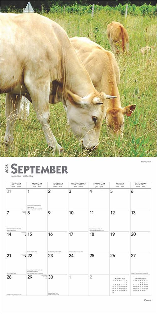 2025 Cows Calendar