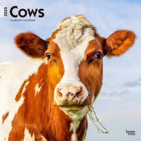 2025 Cows Calendar