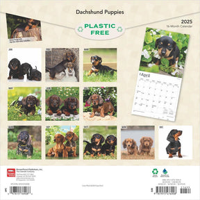 2025 Dachshund Puppies Calendar