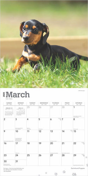 2025 Dachshund Puppies Calendar