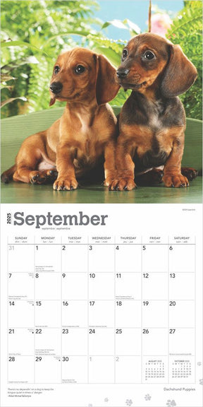 2025 Dachshund Puppies Calendar