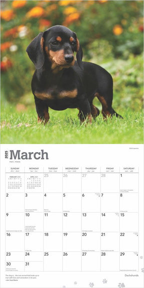 2025 Dachshunds Calendar