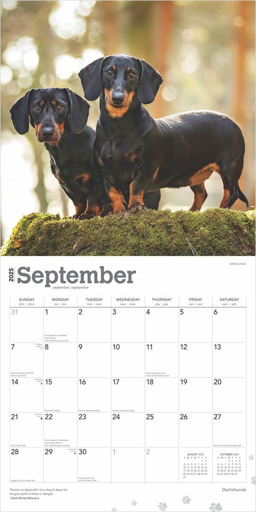 2025 Dachshunds Calendar