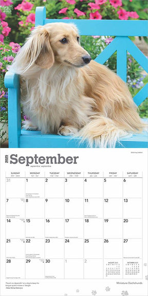 2025 Dachshunds Miniature Calendar