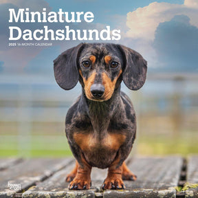 2025 Dachshunds Miniature Calendar