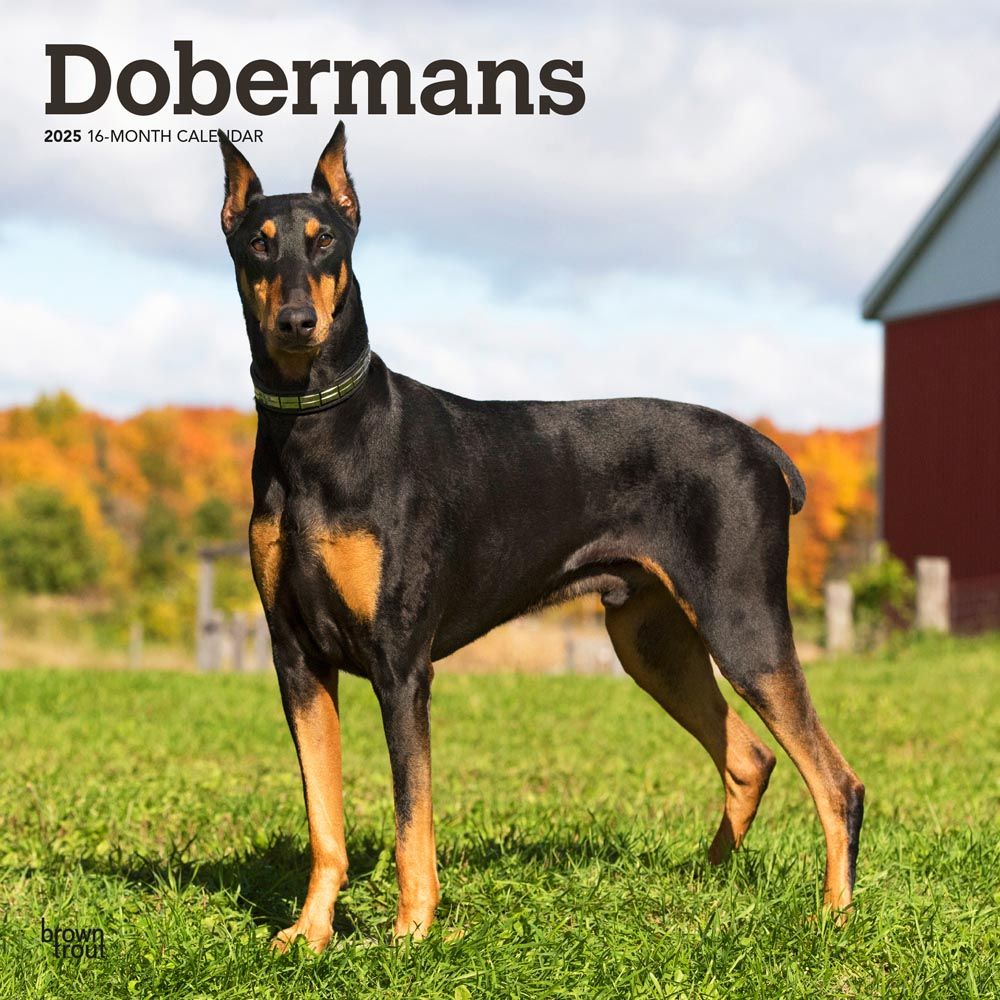 2025 Dobermans Calendar