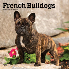 2025 French Bulldogs Calendar