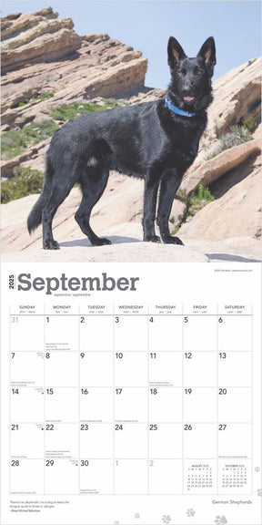 2025 German Shepherds Calendar