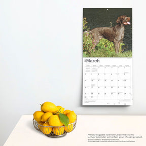 2025 German Shorthaired Pointers Calendar