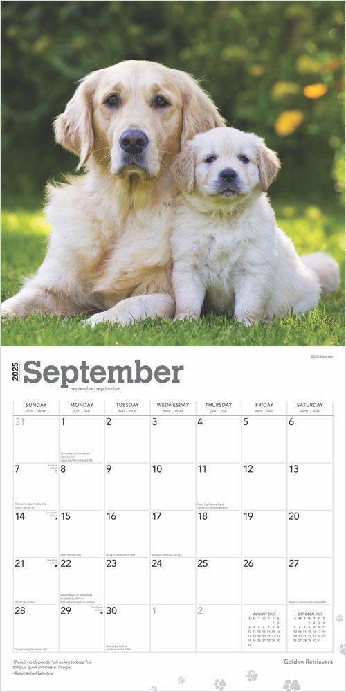 2025 Golden Retrievers Calendar