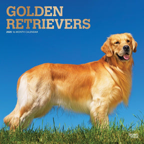 2025 Golden Retrievers Calendar