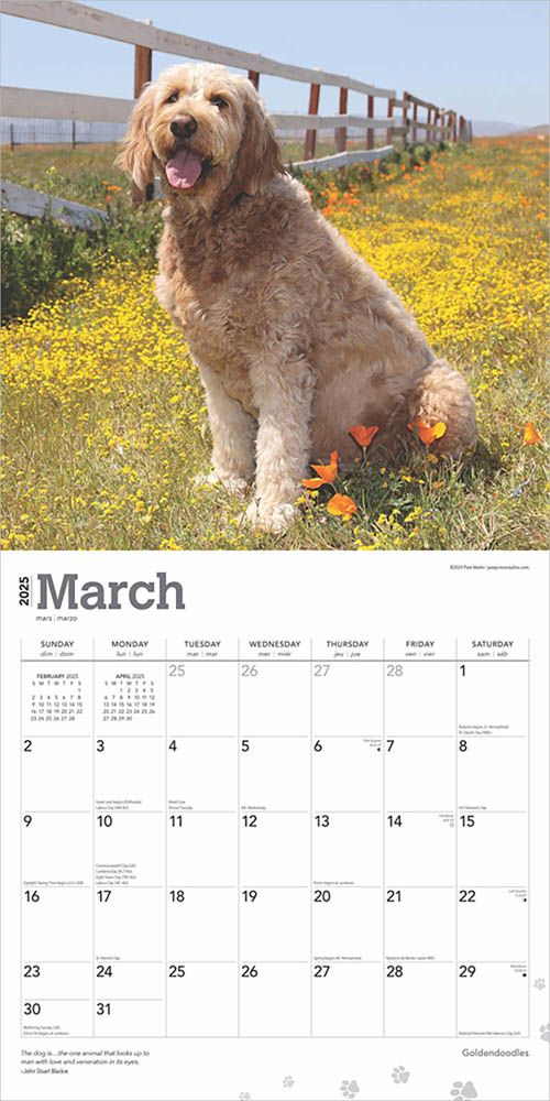 2025 Goldendoodles Calendar