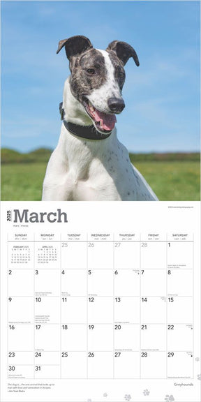 2025 Greyhounds Calendar