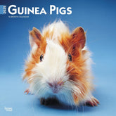 2025 Guinea Pigs Calendar