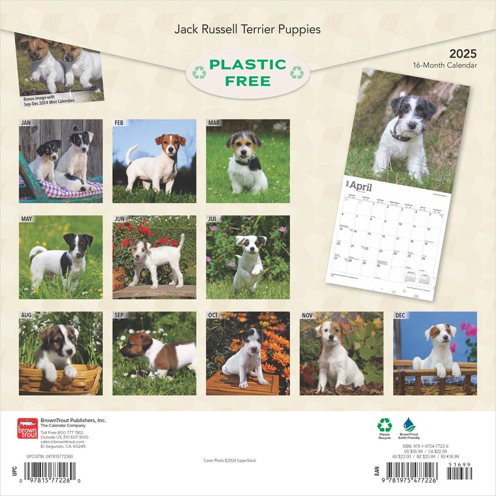 2025 Jack Russell Terrier Puppies Calendar