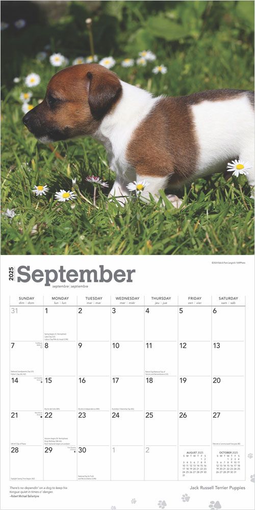 2025 Jack Russell Terrier Puppies Calendar