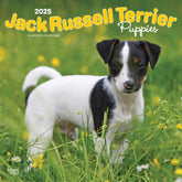 2025 Jack Russell Terrier Puppies Calendar