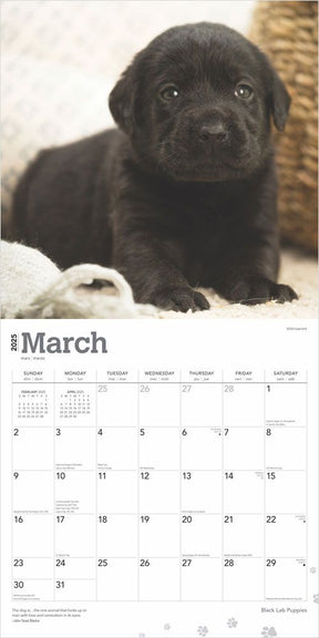 2025 Black Labrador Retriever Puppies Calendar