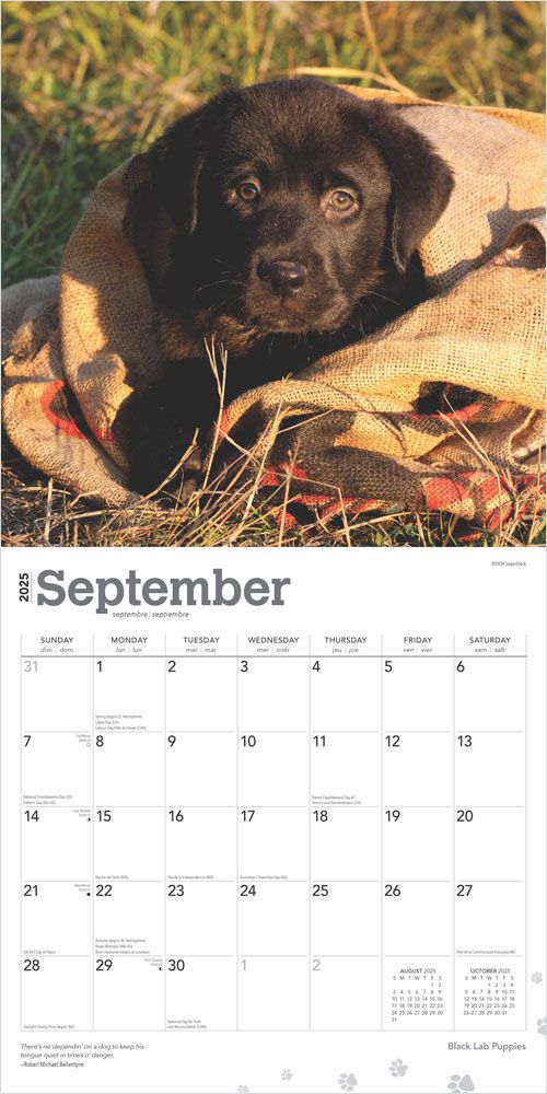 2025 Black Labrador Retriever Puppies Calendar