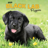 2025 Black Labrador Retriever Puppies Calendar