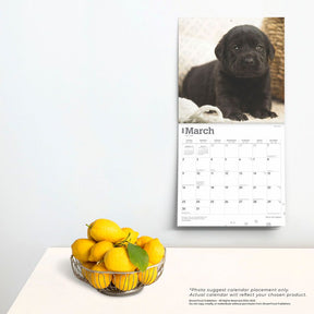 2025 Black Labrador Retriever Puppies Calendar